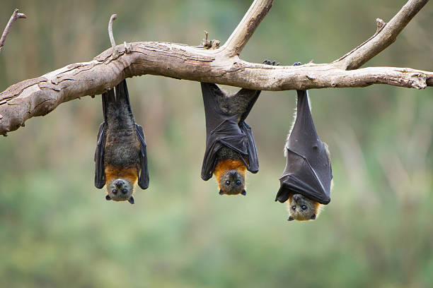 Bats Control